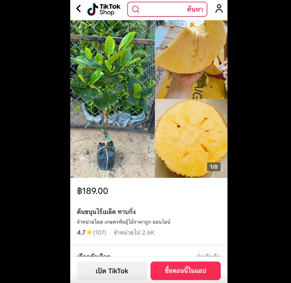 ต้นขนุนไร้เมล็ด ทาบกิ่ง ปลูกง่าย ให้ผลเร็ว เนื้อหวาน กรอบ ไม่มีเมล็ด