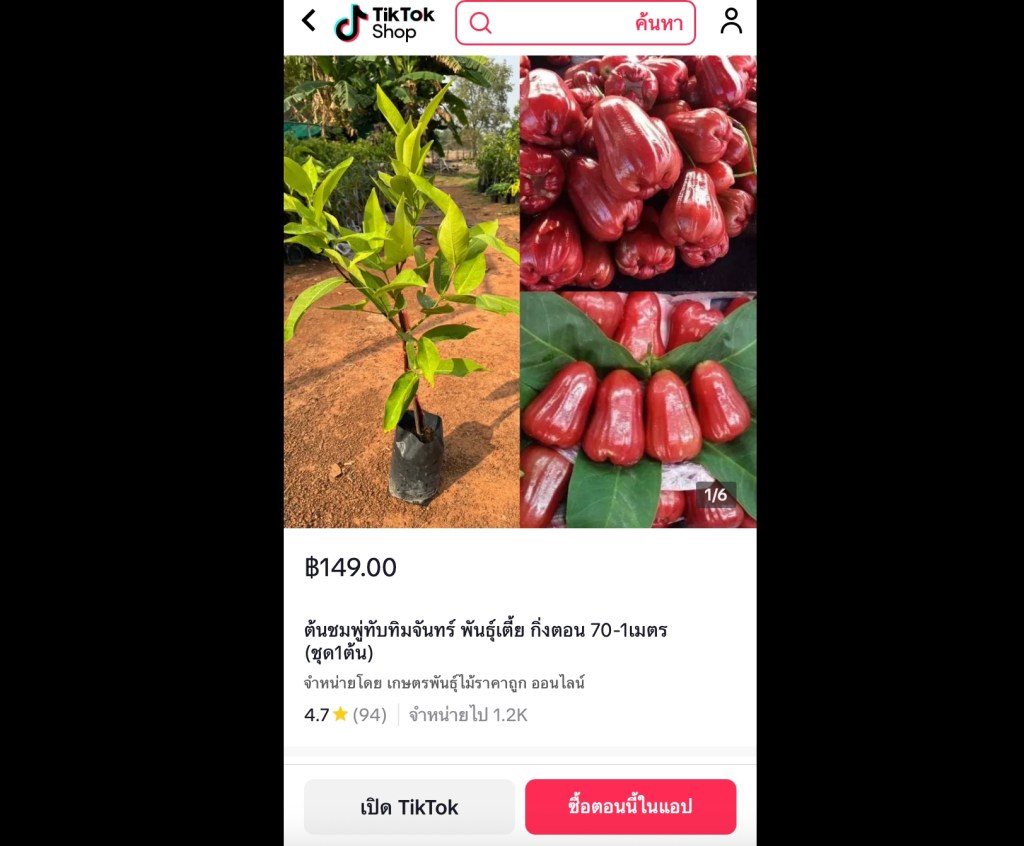 ต้นชมพู่ทับทิมจันทร์ พันธุ์เตี้ย กิ่งตอน สูง 70 ซม.–1 เมตร พร้อมปลูก ให้ผลเร็ว รสหวานฉ่ำ