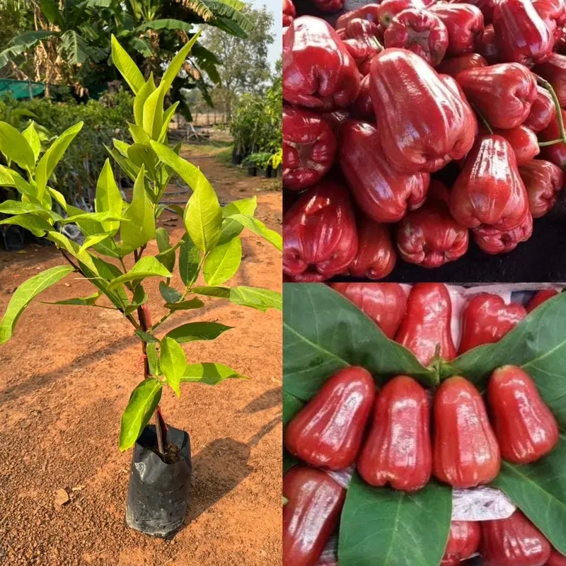 ต้นชมพู่ทับทิมจันทร์ พันธุ์เตี้ย กิ่งตอน สูง 70 ซม.–1 เมตร พร้อมปลูก ให้ผลเร็ว&nbsp;รสหวานฉ่ำ