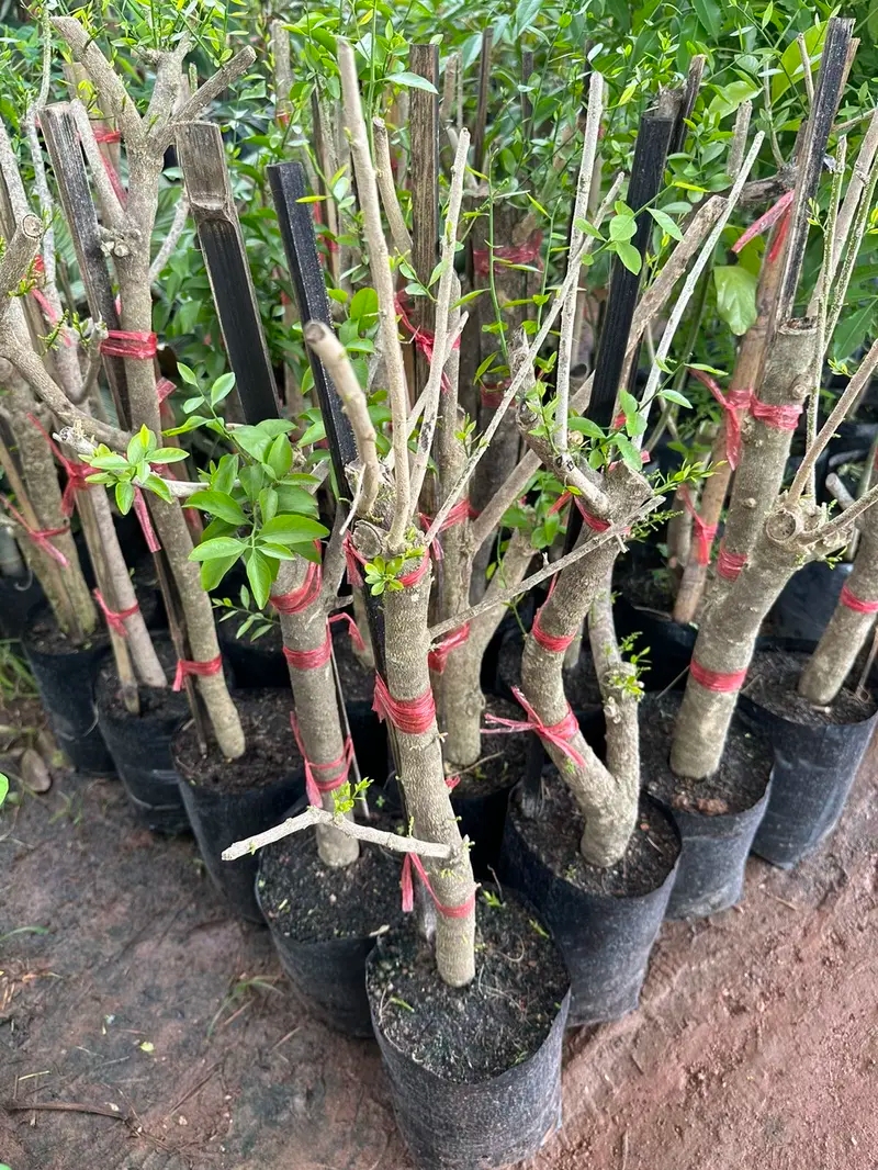 ต้นผักหวานป่ายอดสีทอง กิ่งตอนไซซ์ใหญ่ พร้อมปลูก แตกยอดไว ปลูกง่าย กินได้จริง