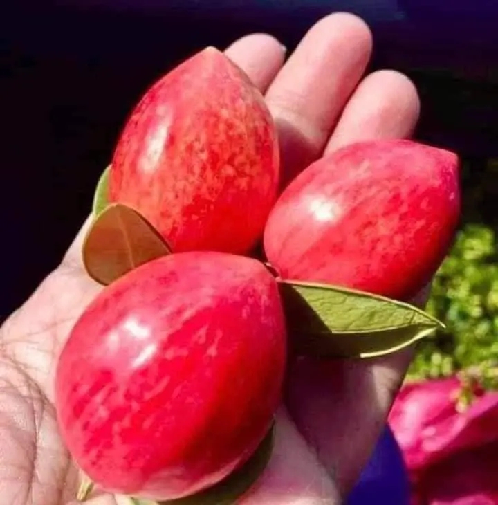 ต้นมะม่วงหาวมะนาวโหญี่ปุ่น พันธุ์แท้ ปลูกในพื้นที่จำกัด