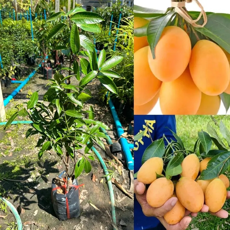 ต้นมะยงชิดพันธุ์ทูลเกล้า กิ่งทาบ ต้นเตี้ย (ไซต์ใหญ่) พร้อมติดผลใน 1 ปี ปลูกง่าย&nbsp;ให้ผลเร็ว