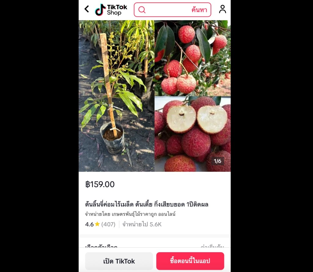 ต้นลิ้นจี่ค่อมไร้เมล็ด ต้นเตี้ย กิ่งเสียบยอด 1 ปีติดผล รสหวาน หอม ออกผลเร็ว