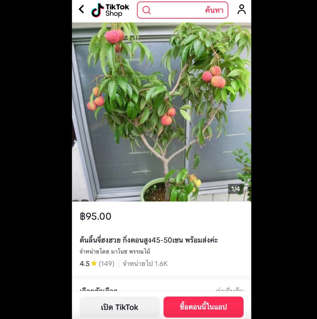 ต้นลิ้นจี่ฮงฮวย พร้อมส่ง ปลูกง่าย ผลใหญ่ หวาน หอม ลูกดก