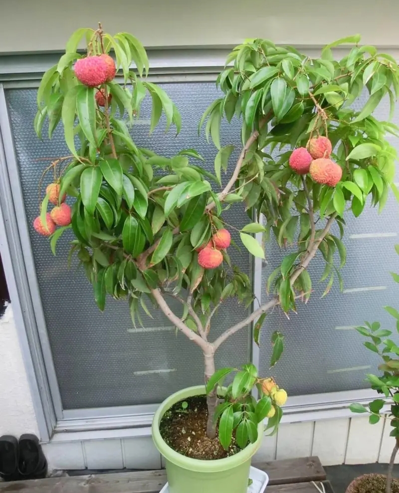 ต้นลิ้นจี่ฮงฮวย พร้อมส่ง ปลูกง่าย ผลใหญ่ หวาน หอม ลูกดก