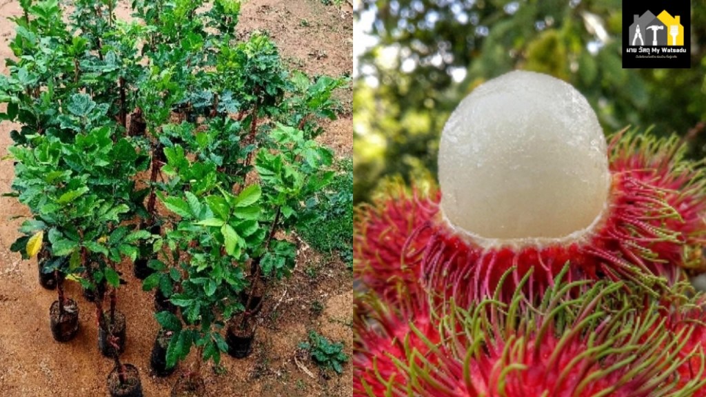 ต้นเงาะโรงเรียนนาสารพันธุ์เตี้ย ทาบกิ่ง ปลูกง่าย ออกลูกเร็ว เหมาะกับสวนและบ้านทุกขนาด