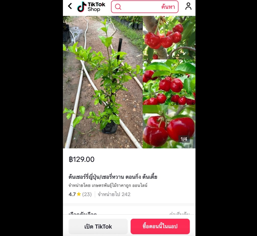 ต้นเชอร์รี่ญี่ปุ่น เชอรี่หวาน ตอนกิ่ง ต้นเตี้ย ปลูกง่าย ออกลูกเร็ว เหมาะกับสวนขนาดเล็ก