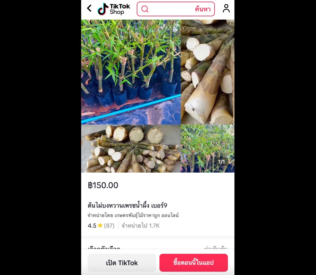 ต้นไผ่บงหวานเพชรน้ำผึ้ง เบอร์ 9 พันธุ์หวาน หน่ออร่อย โตไว ปลูกง่าย ขายได้จริง