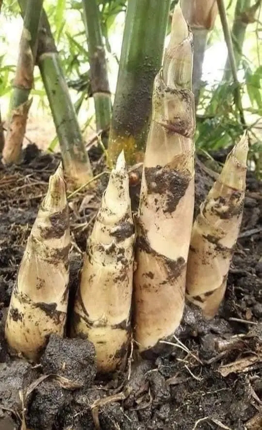 ต้นไผ่บงหวานเพชรน้ำผึ้ง เบอร์ 9 พันธุ์หวาน หน่ออร่อย โตไว ปลูกง่าย ขายได้จริง