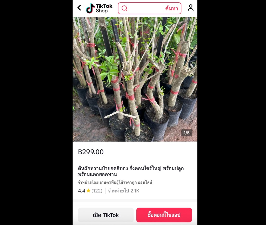 ต้นผักหวานป่ายอดสีทอง กิ่งตอนไซซ์ใหญ่ พร้อมปลูก แตกยอดไว ปลูกง่าย กินได้จริง