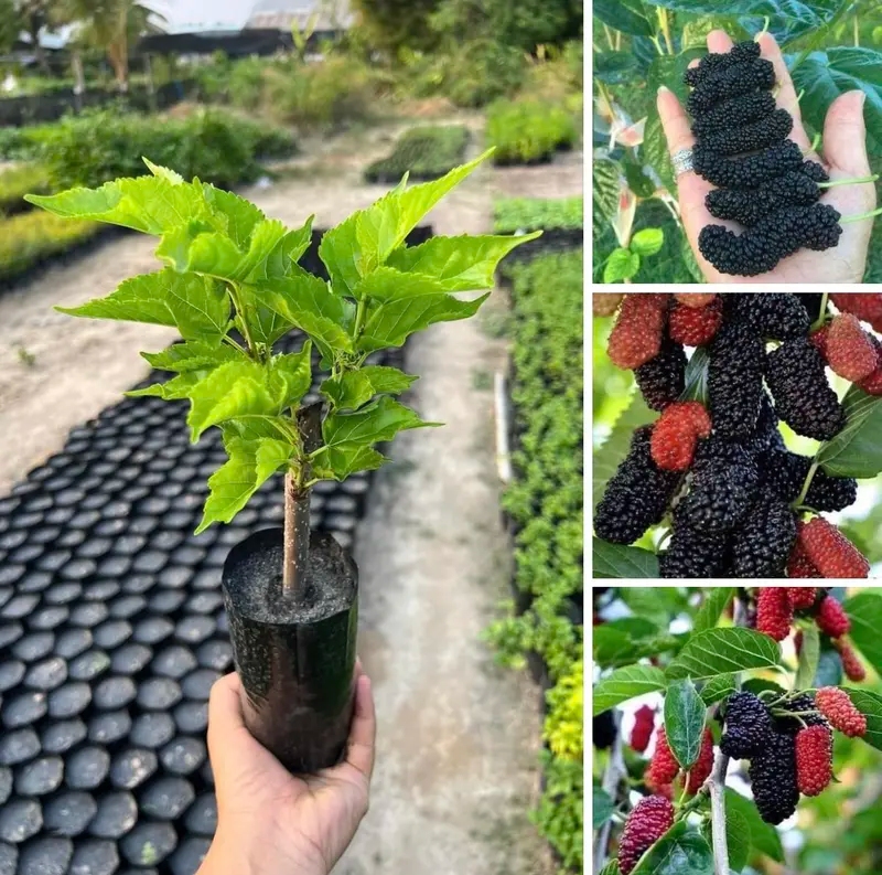 ต้นมัลเบอร์รี่ออสตุรกี ลูกดก รสหวานอมเปรี้ยว ปลูกง่าย กินได้ทั้งสดและแปรรูป