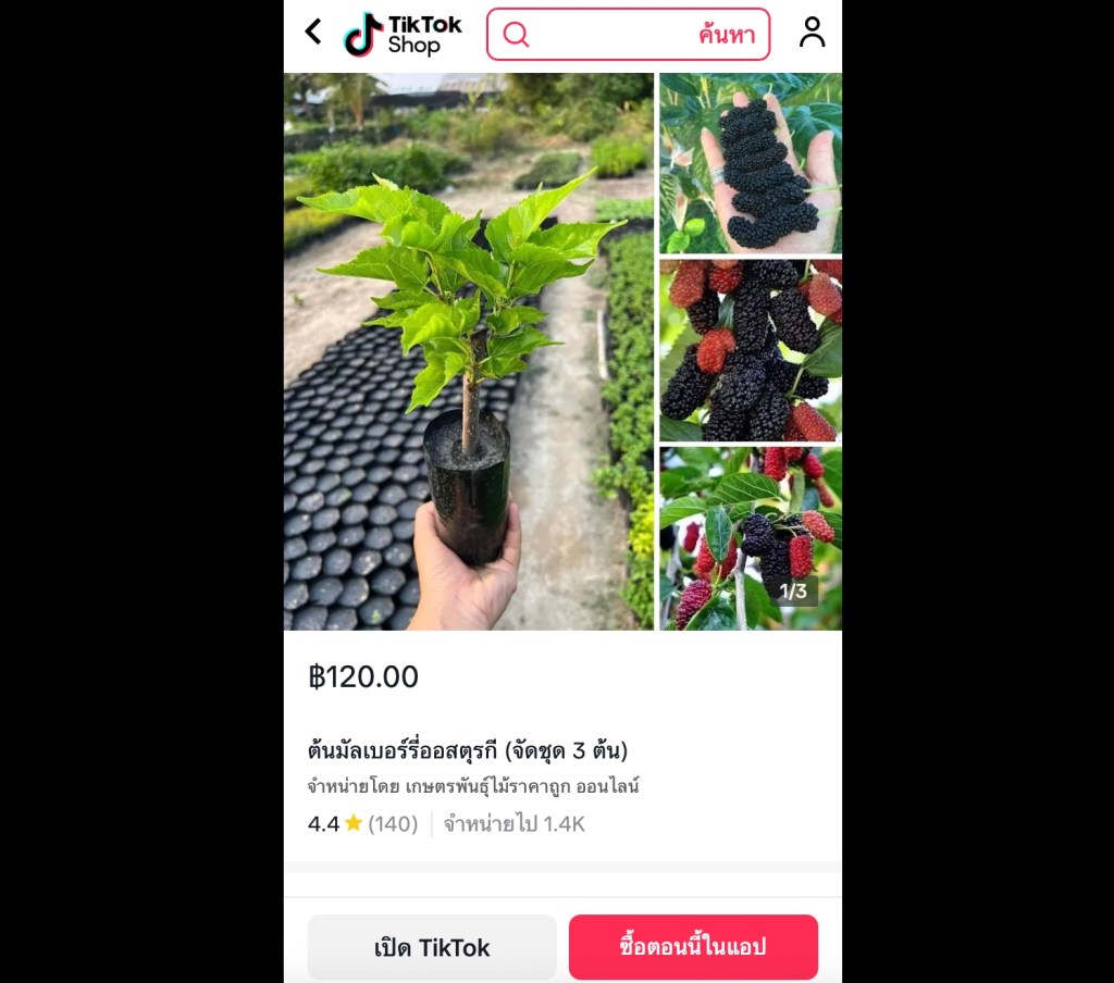 ต้นมัลเบอร์รี่ออสตุรกี (จัดชุด 3 ต้น) ลูกดก รสหวานอมเปรี้ยว ปลูกง่าย กินได้ทั้งสดและแปรรูป