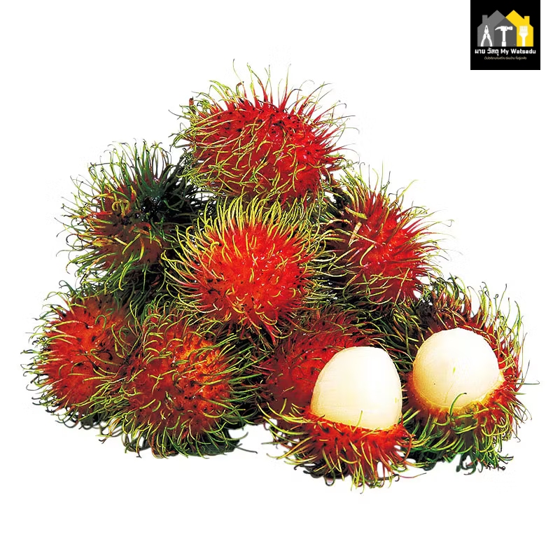 ต้นเงาะโรงเรียนนาสารพันธุ์เตี้ย ทาบกิ่ง ปลูกง่าย ออกลูกเร็ว เหมาะกับสวนและบ้านทุกขนาด