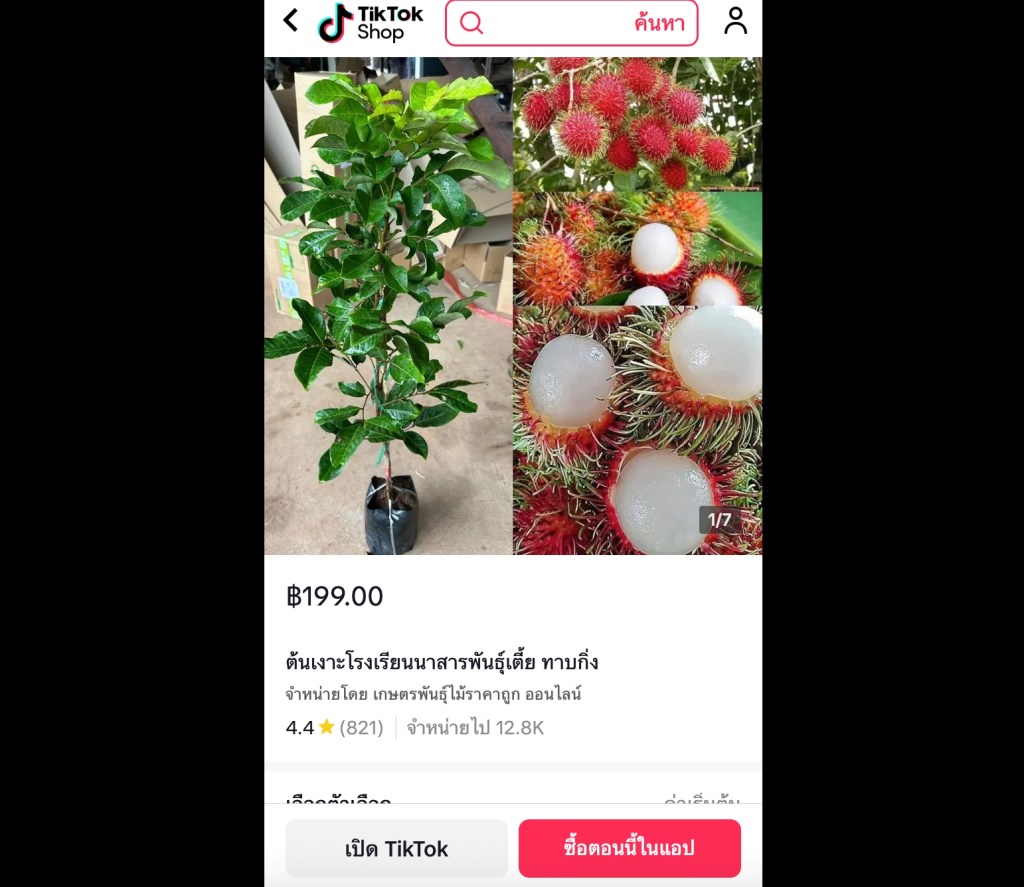 ต้นเงาะโรงเรียนนาสารพันธุ์เตี้ย ทาบกิ่ง ปลูกง่าย ออกลูกเร็ว เหมาะกับสวนและบ้านทุกขนาด