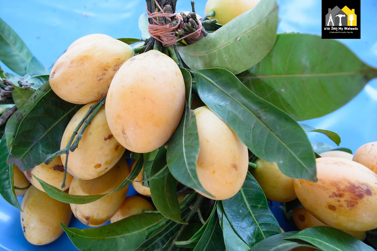 ผลไม้อะไรที่ควรปลูฏในบ้าน