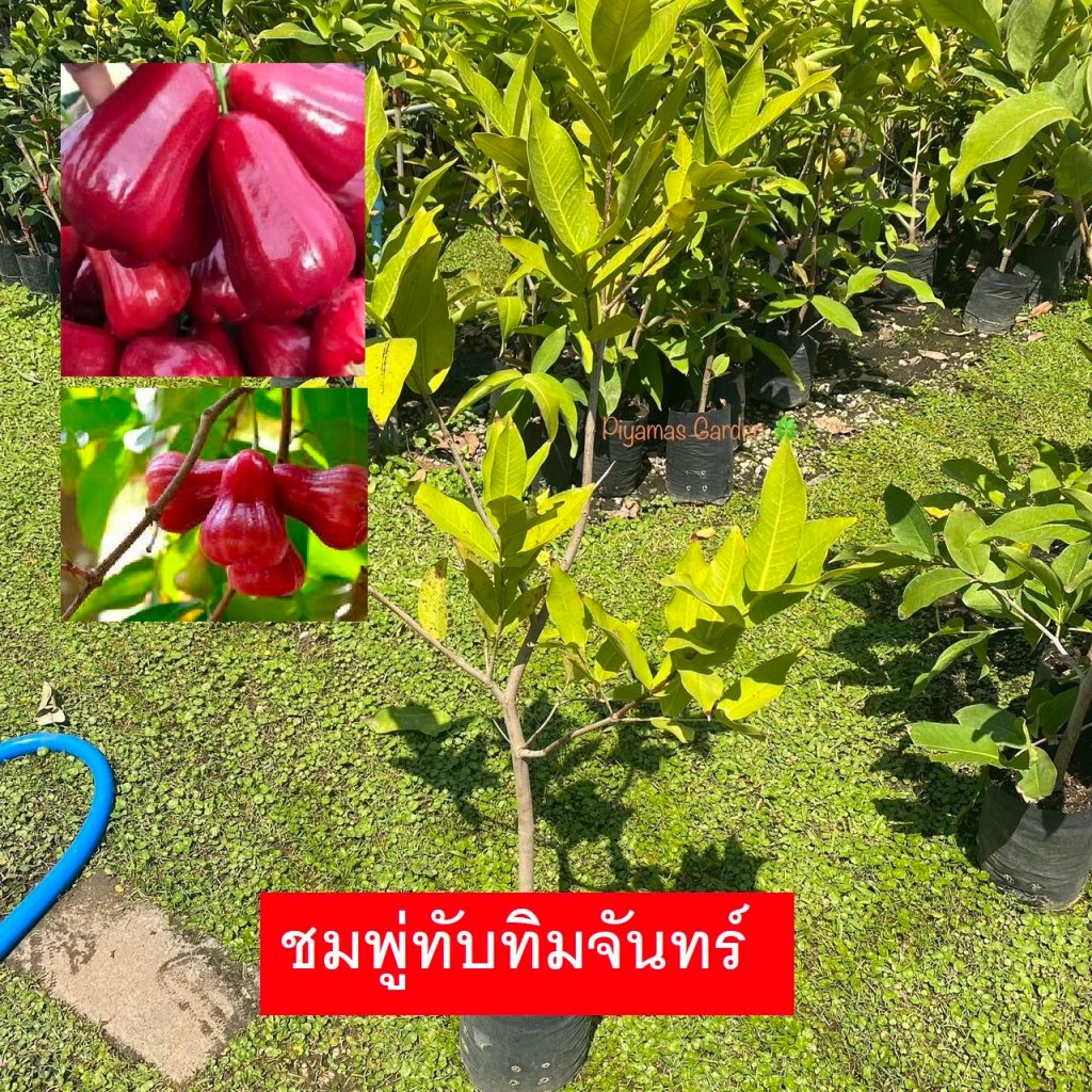 ผลไม้ที่ปลูกในบ้านได้ : ชมพู่ทับทิมจันทร์