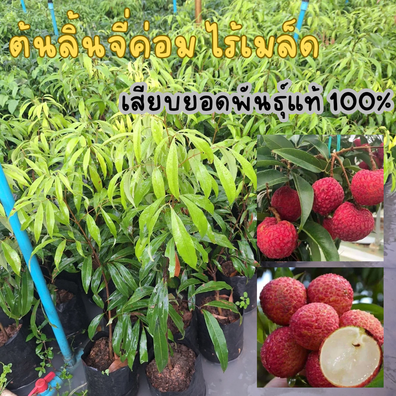 ผลไม้ที่ปลูกในบ้านได้ : ลิ้นจี่