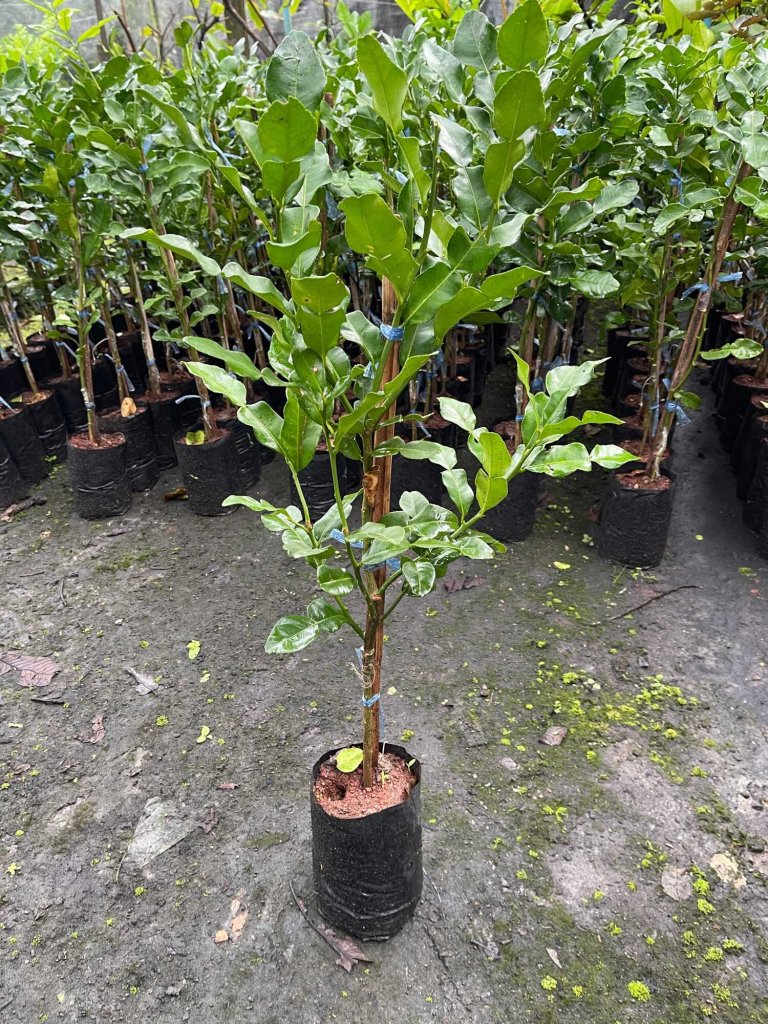 ผลไม้ที่ปลูกในบ้านได้ : มะกรูด