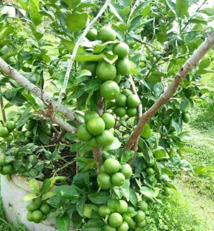 ผลไม้ที่ปลูกในบ้านได้ : มะนาวแป้นพิจิตร