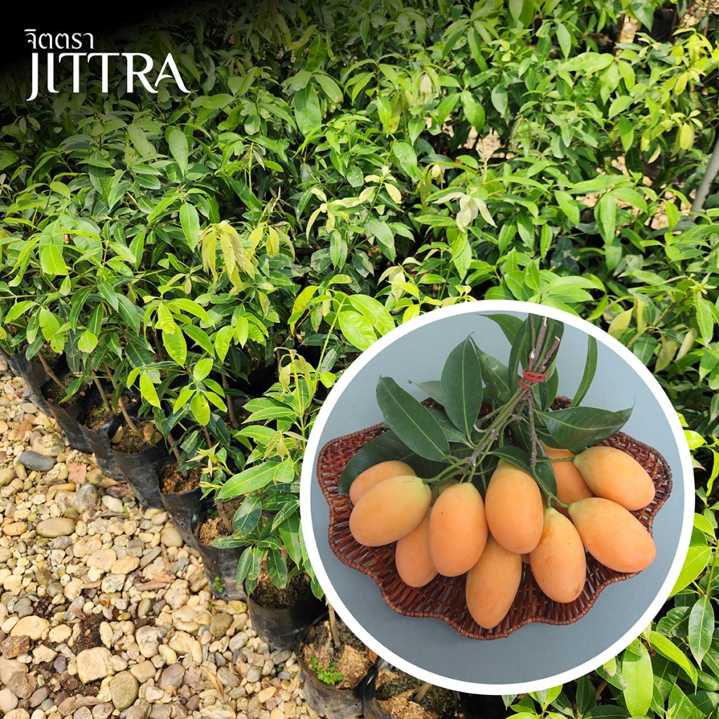 ผลไม้ที่ปลูกในบ้านได้ :  มะเฟืองหวาน