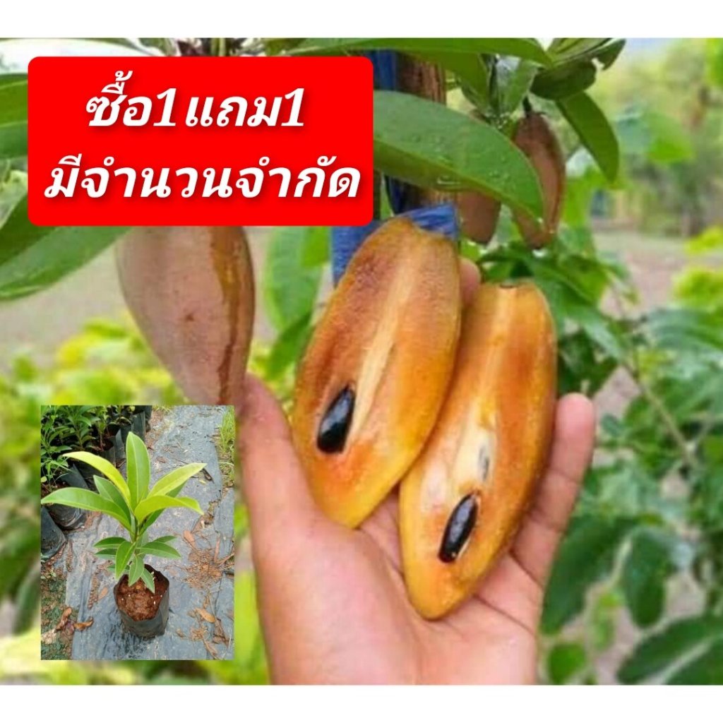 ผลไม้ที่ปลูกในบ้านได้ : ละมุดกระสวยมาเลย์