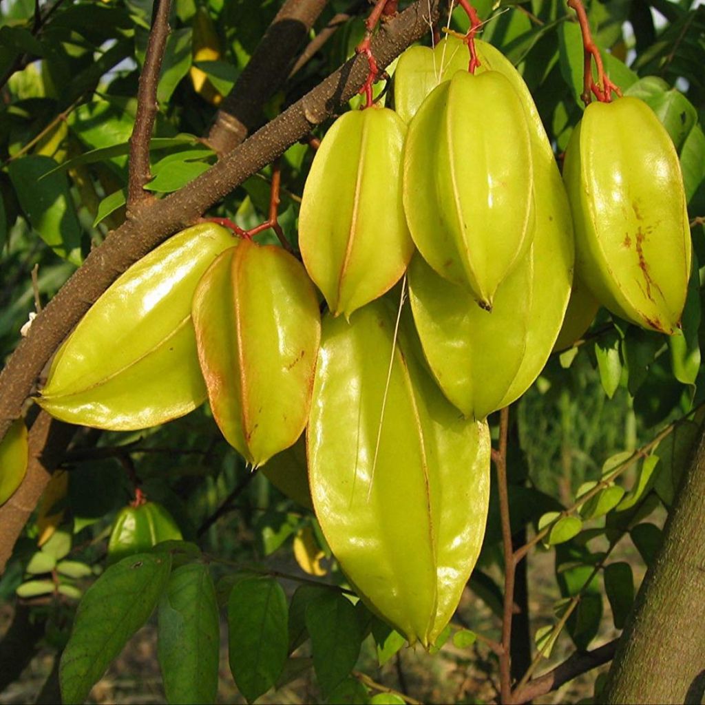 ผลไม้ที่ปลูกในบ้านได้ : มะเฟืองหวาน