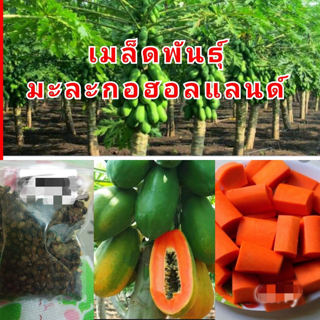 ผลไม้ที่ปลูกในบ้านได้ : มะละกอฮอล์แลนด์