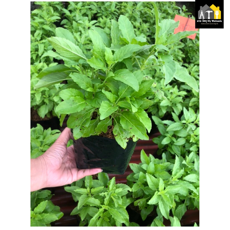 ผักสวนครัว ปลูกอะไรดี 2026