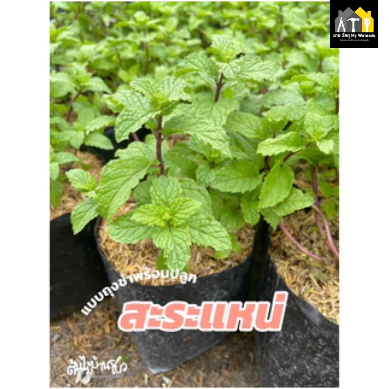 ผักสวนครัว ปลูกอะไรดี 2026