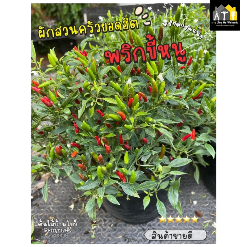 ผักสวนครัว ปลูกอะไรดี 2026