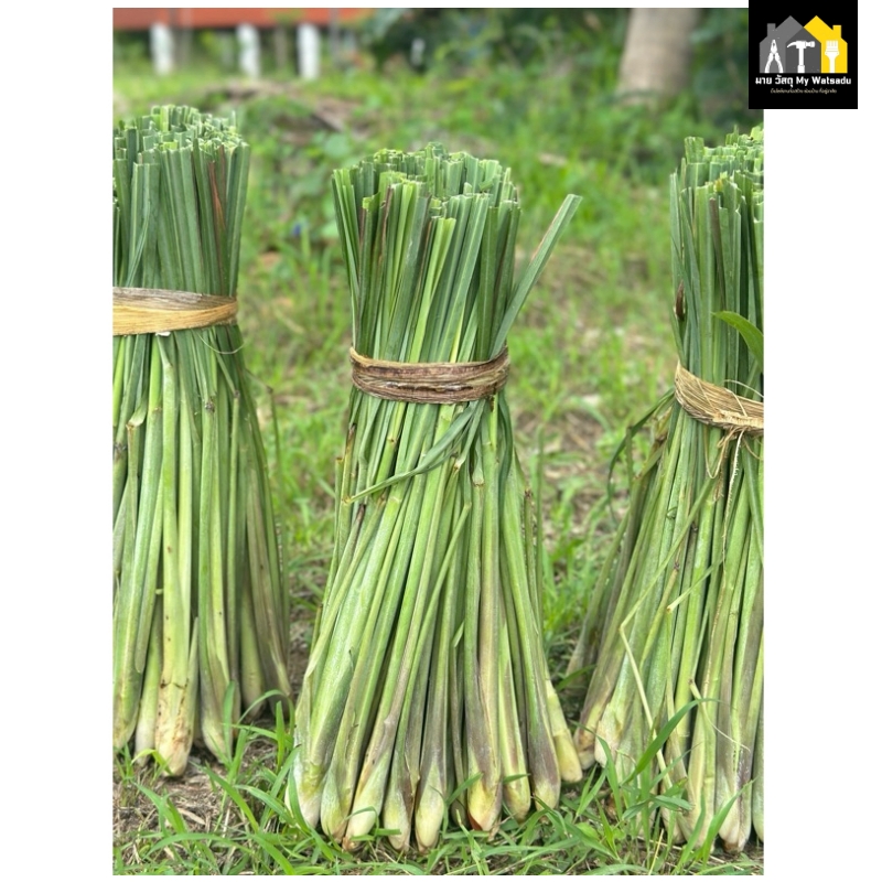 ผักสวนครัว ปลูกอะไรดี 2026