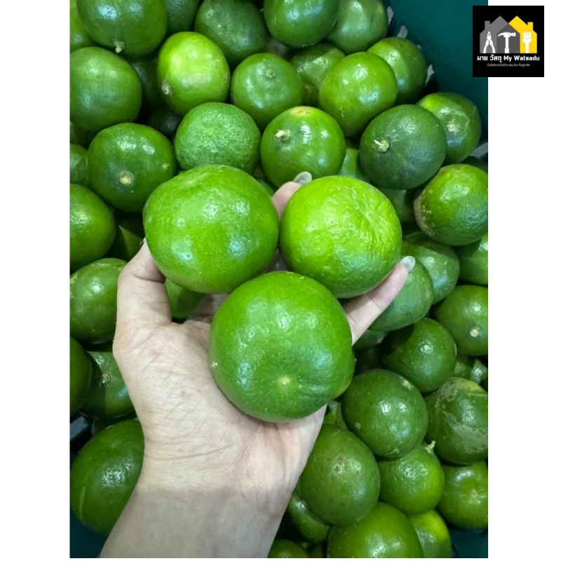 ผักสวนครัว ปลูกอะไรดี 2026