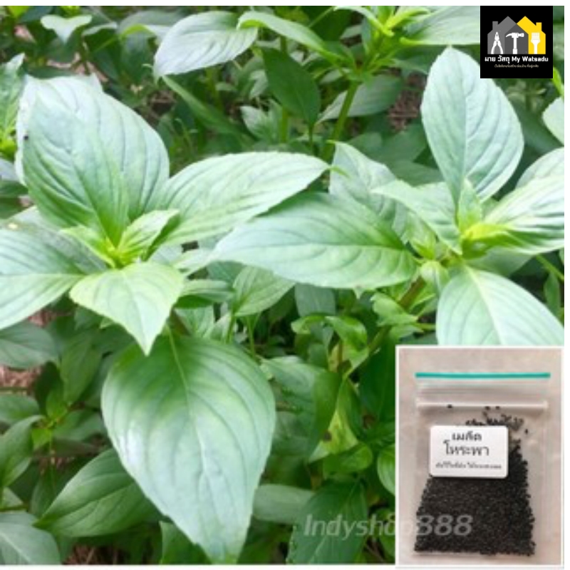 ผักสวนครัว ปลูกอะไรดี 2026