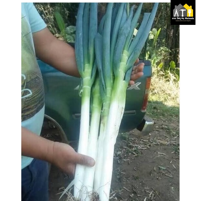 ผักสวนครัว ปลูกอะไรดี 2026